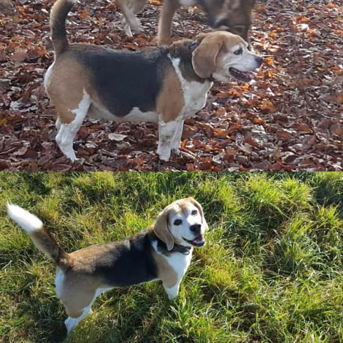 A diptych of Harvey before he was on Butternut and after, showing how he got to his ideal weight on Butternut.