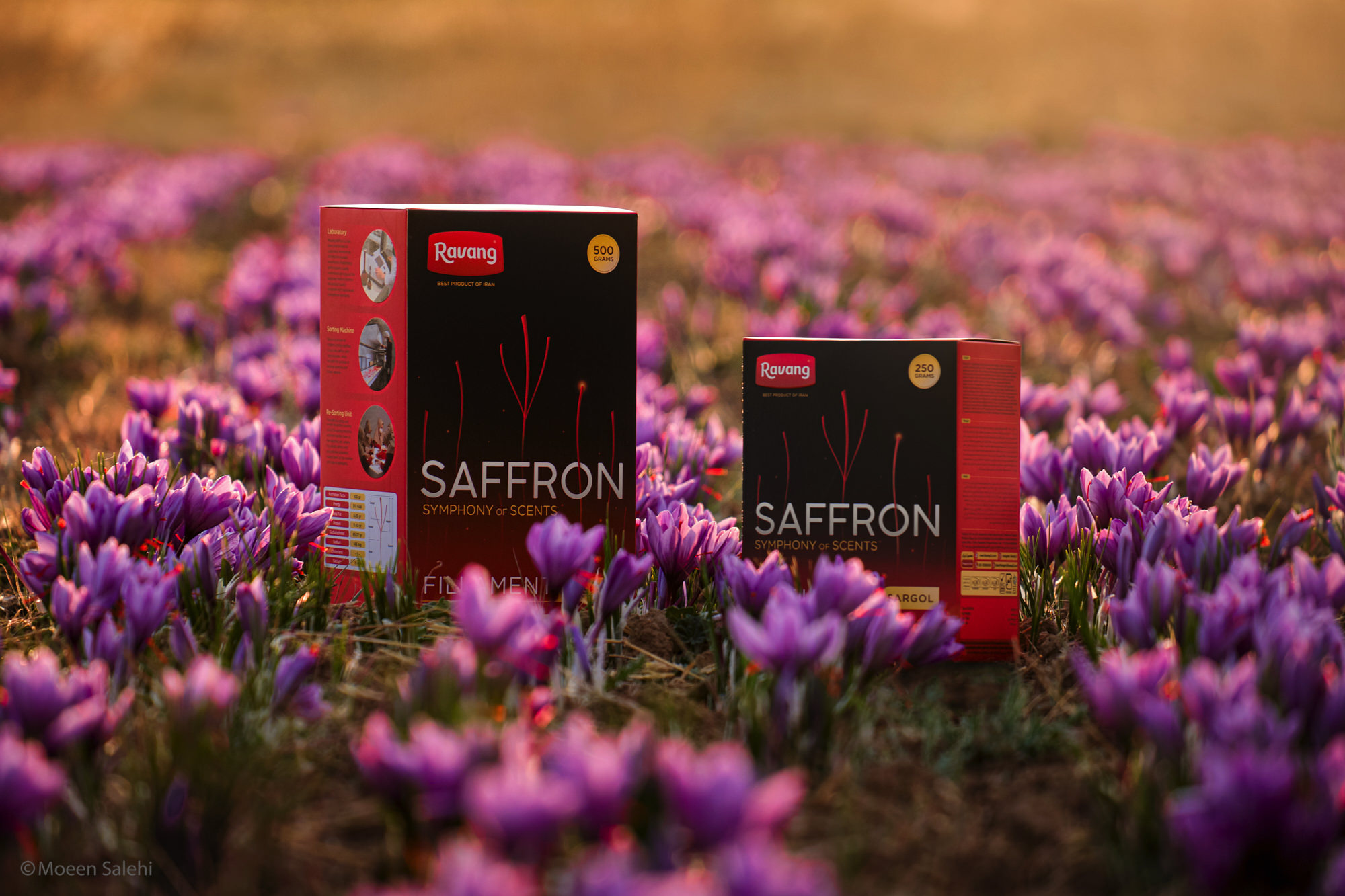 Saffron Photos