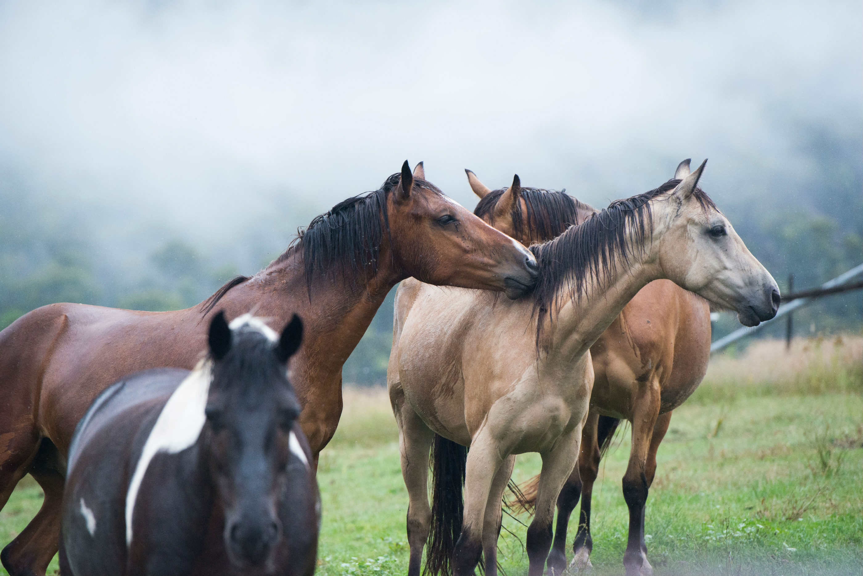 Horses gathered in a mist