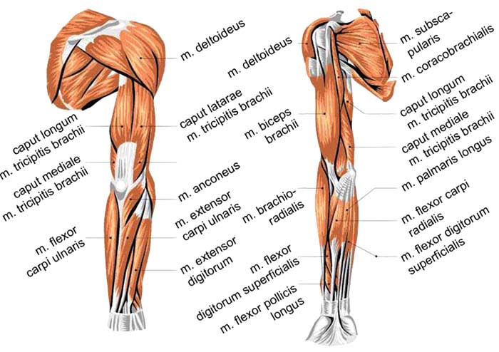 Using Rubberbanditz Resistance Bands For Arm Workouts