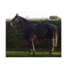 Confidence Equestrian 280g Anti Piling Horse Fleece Cooler - Endorsed by Scu: Navy