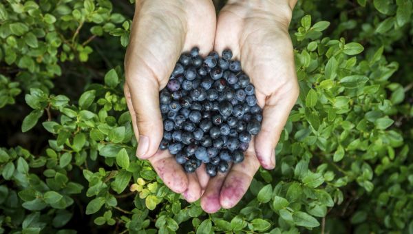 blueberries