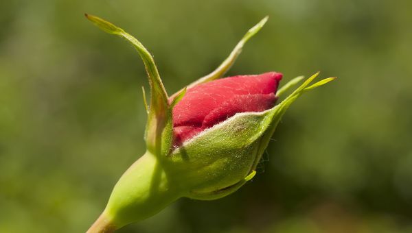 Red rose bud