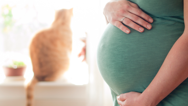 cat, cats, pregnancy, cats and pregnant women