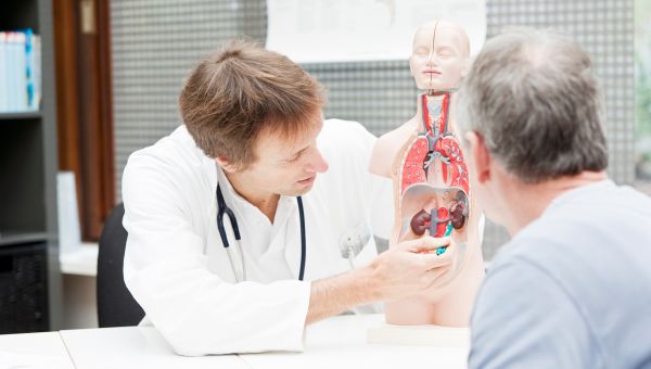 doctor with model of kidneys