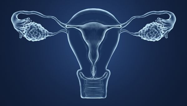 3d xray of a uterus