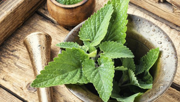 closeup of a lemon balm herb