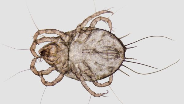 dust mite