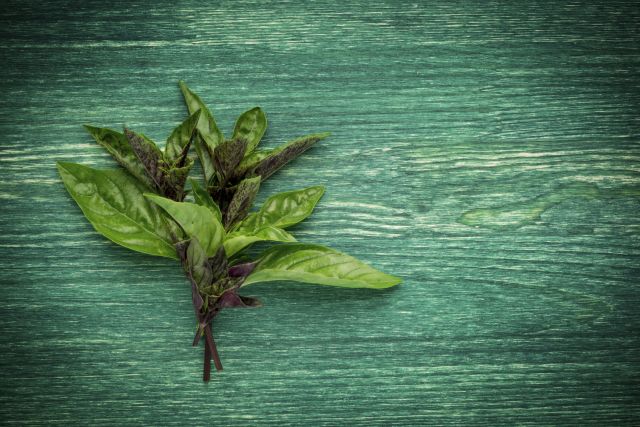 herbs, basil