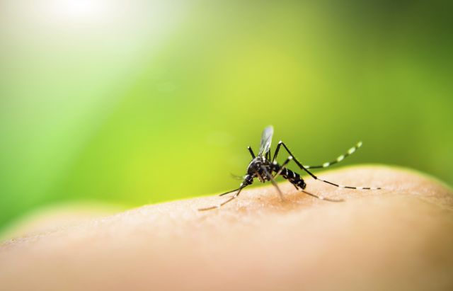 mosquito on skin
