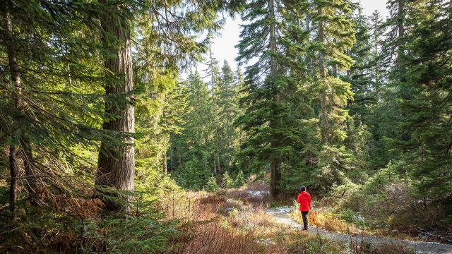 woman hiking in forest