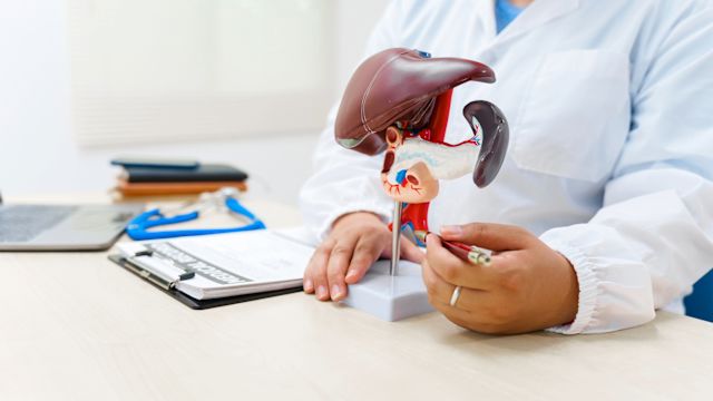 A doctor in an exam room explains how the liver functions using a plastic model of the liver.