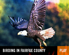 ST - birding in fairfax county