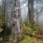 Laurel Mountain State Park