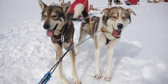 One Night of Active Aurora Dogsledding - Active Tromsø