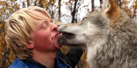 Wolf Visit – Polar Park (from Nov 1)