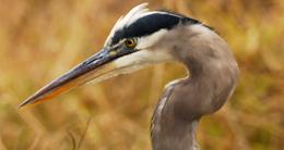 Fairfax County Birding Map