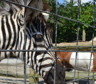 Animal Parks