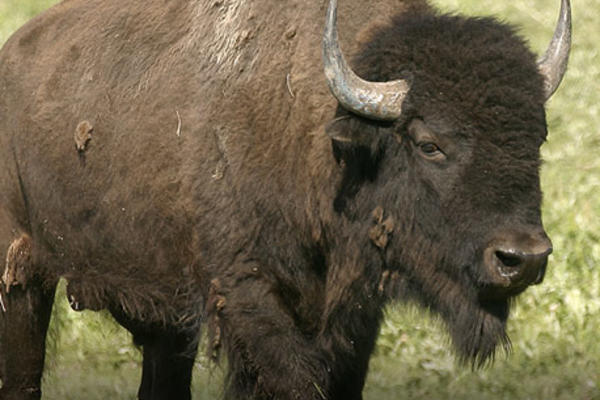 Terry Bison Ranch