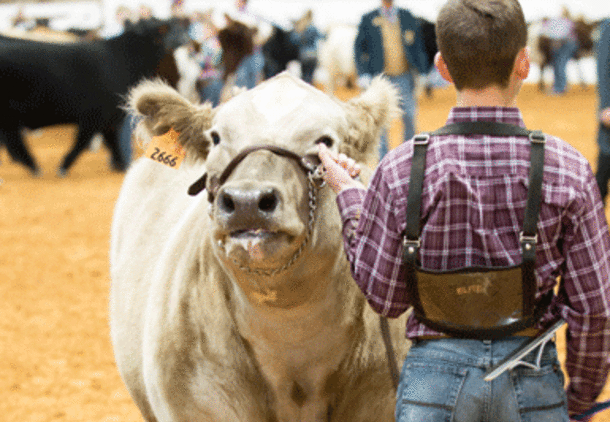 Fort Worth Stock Show Rodeo