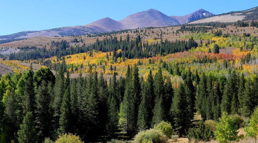 Dunderberg Meadow Road Fall Colors