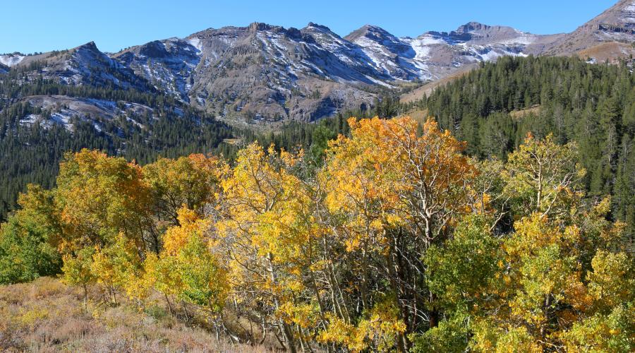 Sonora Pass Fall Colors
