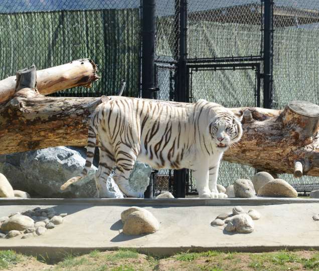 Lions, Tigers and Bears Get a New Home at the Monterey Zoo