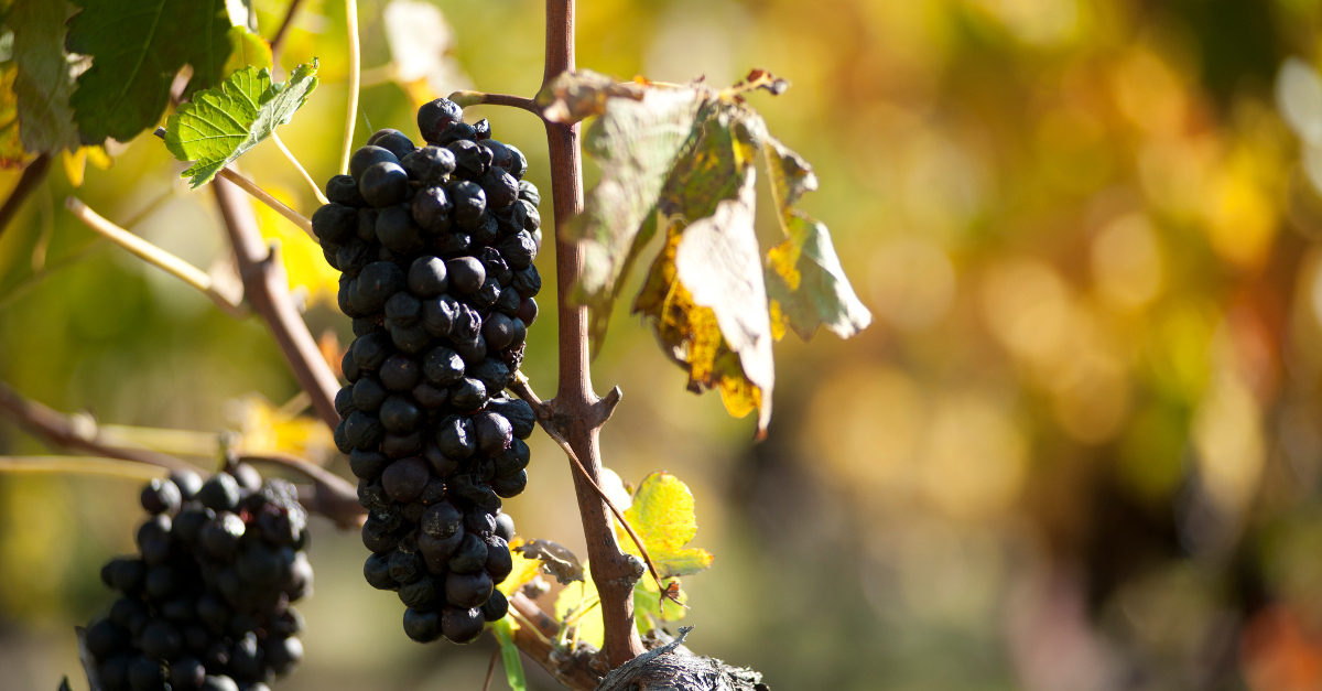 Wine Trail in Roanoke, VA Botetourt County