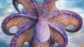 The Hawaiian Day Octopus (Image uploaded to Reddit by u/JMyers666).