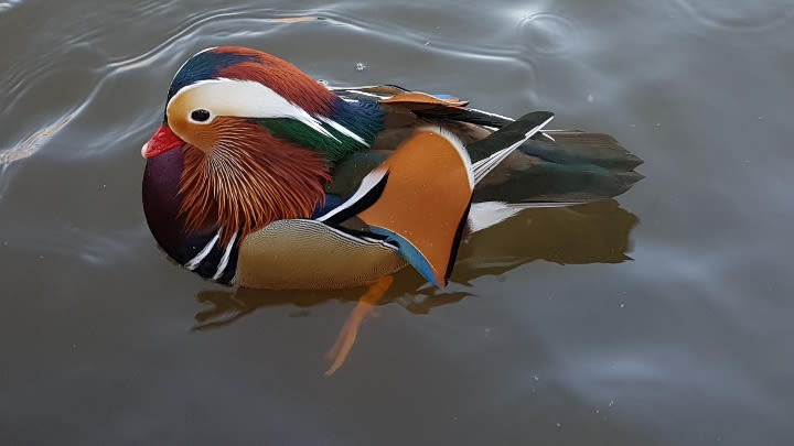 This mandarin duck has spectacular colours (Image uploaded to reddit by u/Danjv1234).