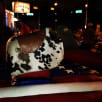 Mechanical Bull Luckys Pub Houston