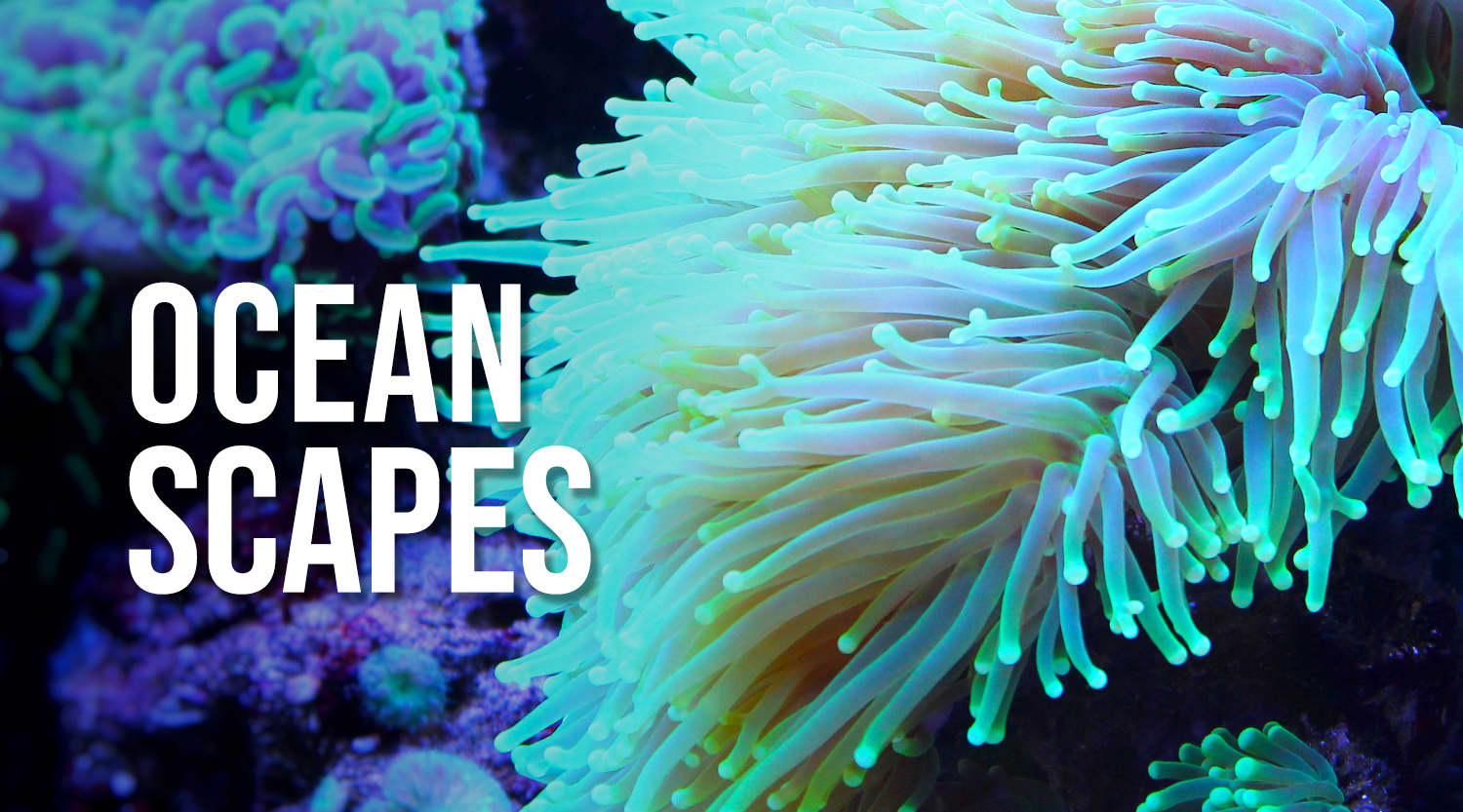Ocean Scapes