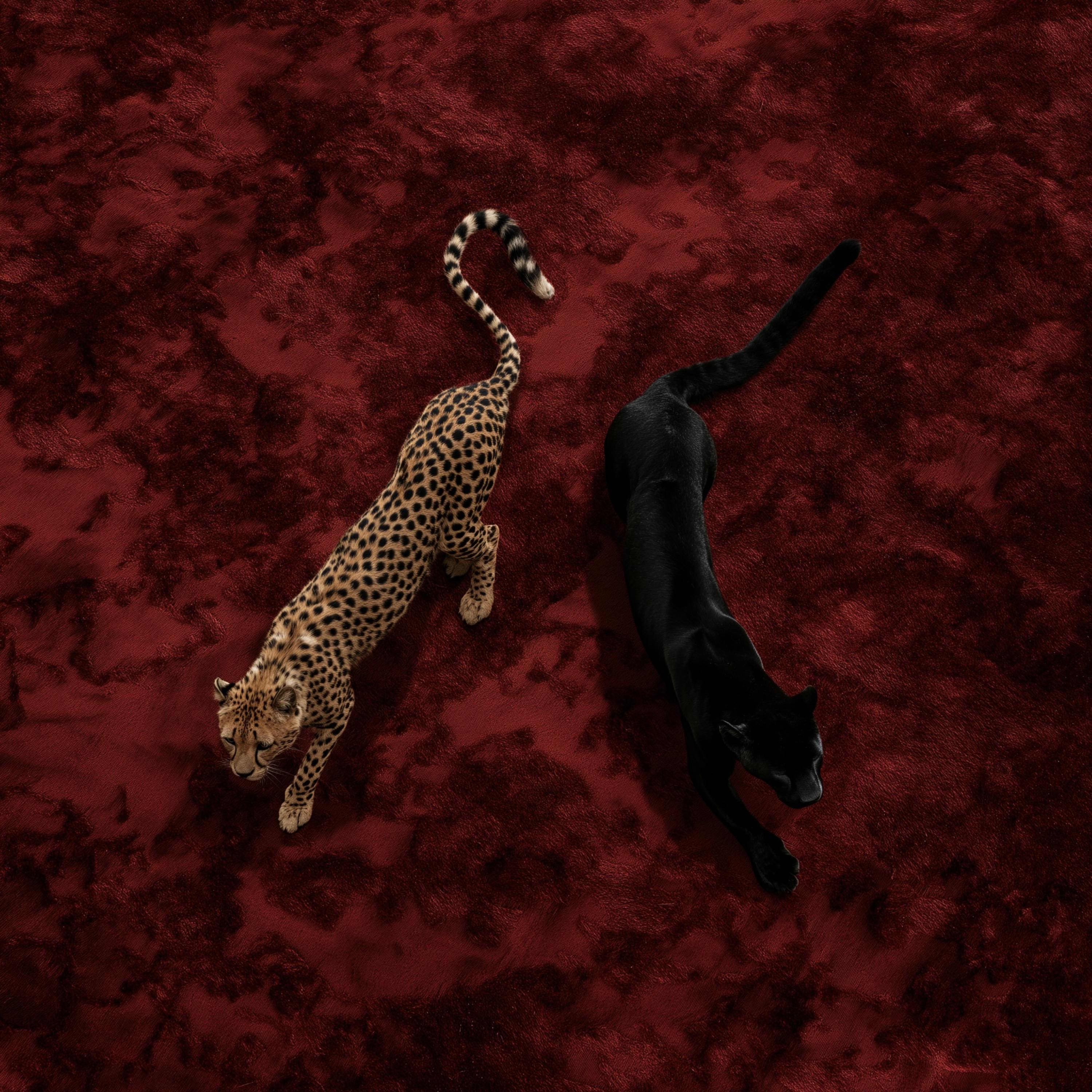 hot animal