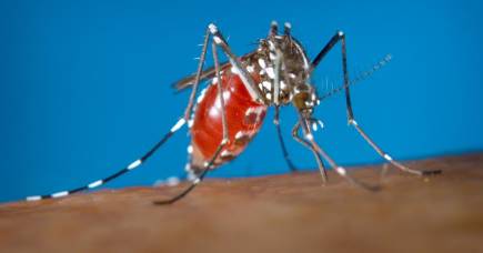 Blood for science: Putting the bite on mosquito viruses