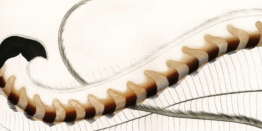Louise Dyer and Editions de l’Oiseau-Lyre: The Establishment of a Music Press