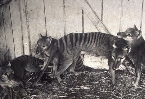 Colossal to De-Extinct the Thylacine, also known as the Tasmanian Tiger, an  Iconic Australian Marsupial That Has Been Extinct Since 1936