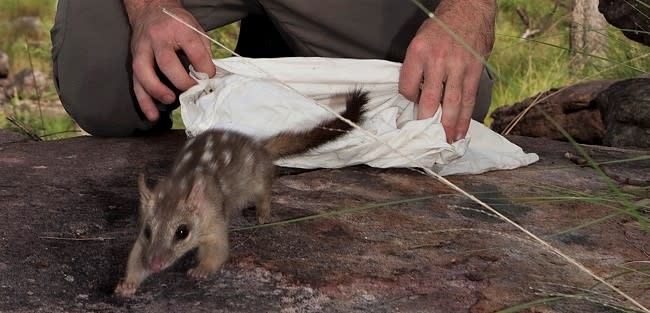 The Long Road to Saving Australia's Native Animals