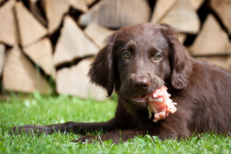 is it safe to feed raw chicken to dogs