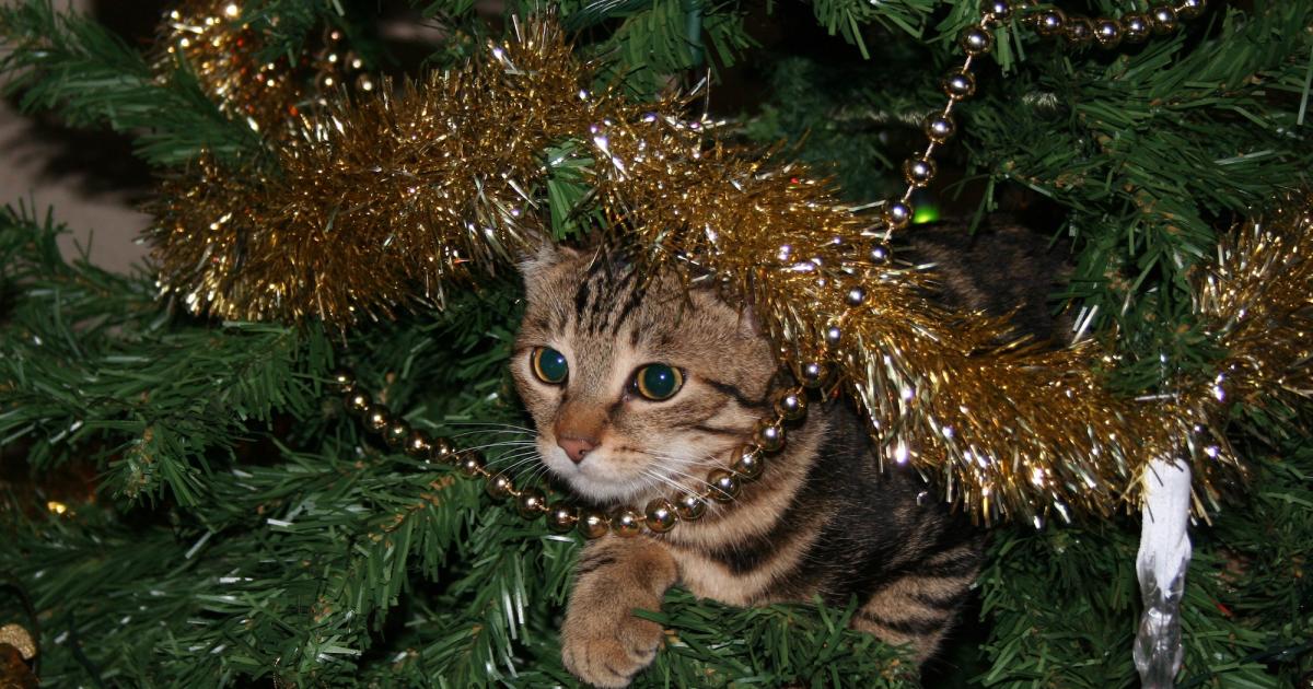 Why Cats Obsess Over Christmas Trees Pursuit By The