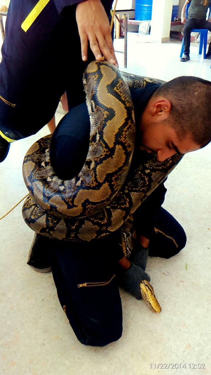 anaconda eating human