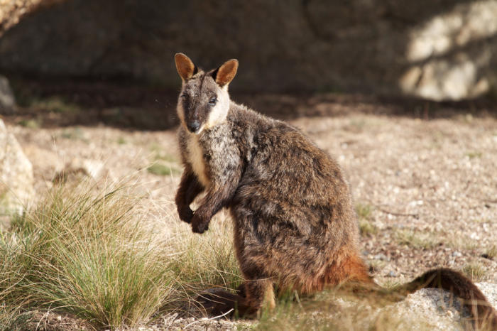 Rock wallabies have suffered from genetic drift. Picture: Andrew Weeks.