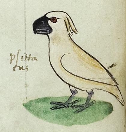 Cockatoo gifted to Frederick II by the ‘Sultan of Babylon’