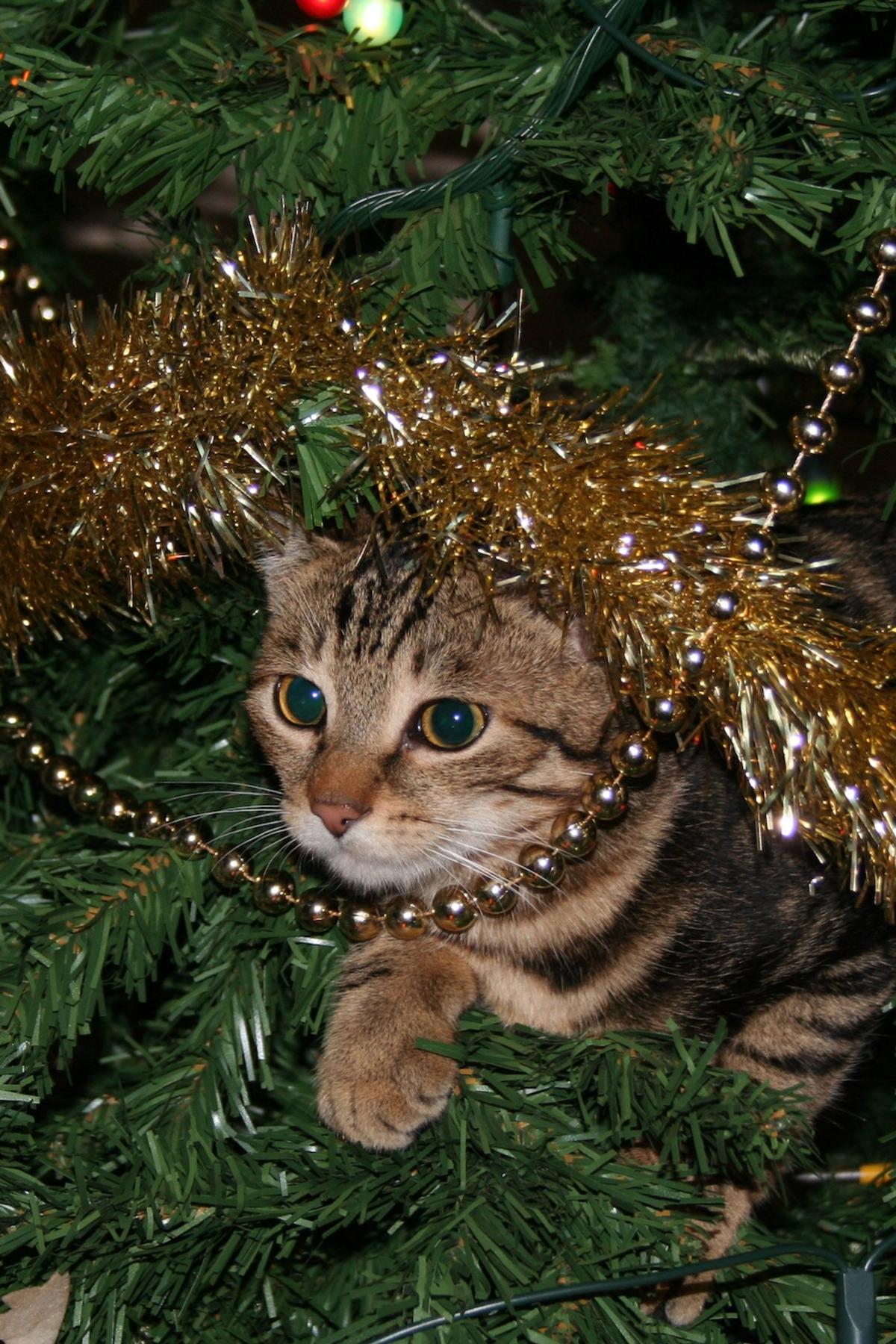 Why Do Cats Like Christmas Trees? - My Cat Genius
