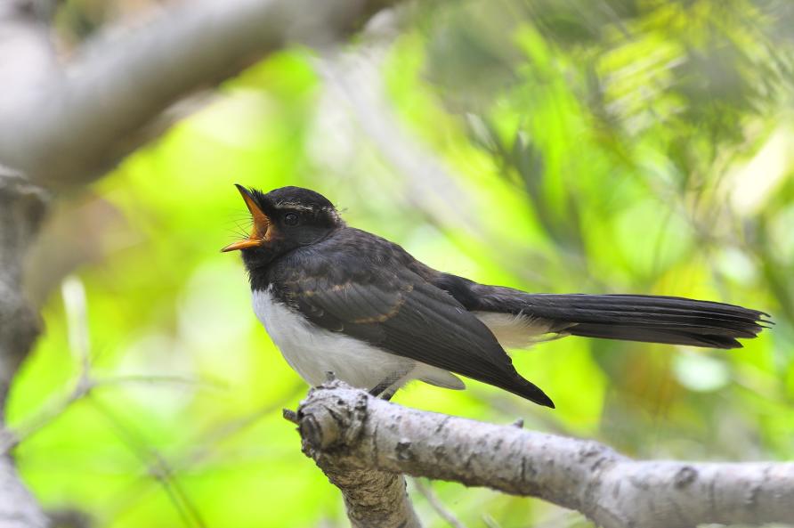 Bird sounds. Singing nightingale. Amazing bird song 