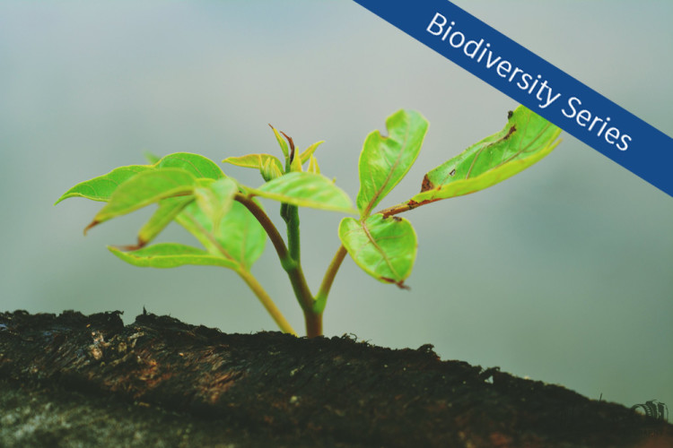 Climate and Biodiversity Nexus: Implications for Land-Based Mitigation