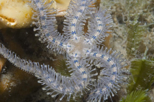 Brittle star, Ophiothrix spongicola. Picture: Julian Finn