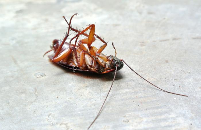 Mohou šváby přežít jadernou válku?