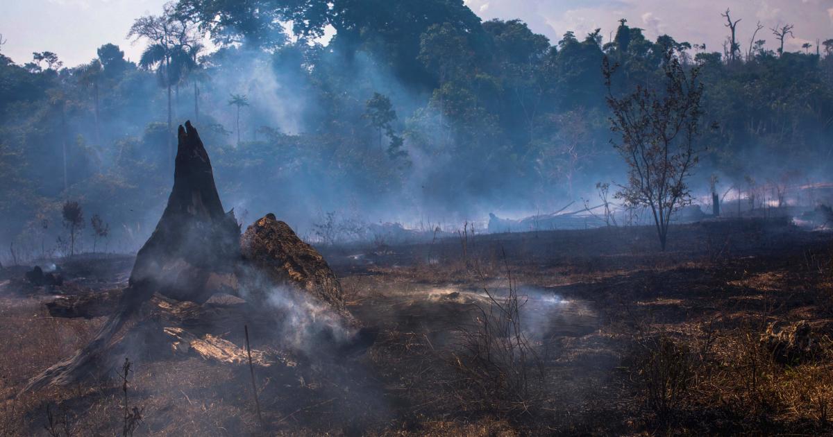 Why Are Our Rainforests Burning Pursuit By The University Of Melbourne 3569