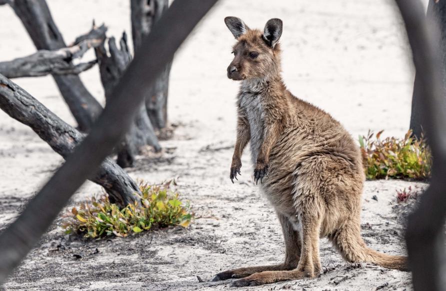 Australia's scorching hot summer will bring out more insects and