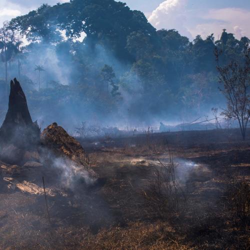 Why Are Our Rainforests Burning 9347